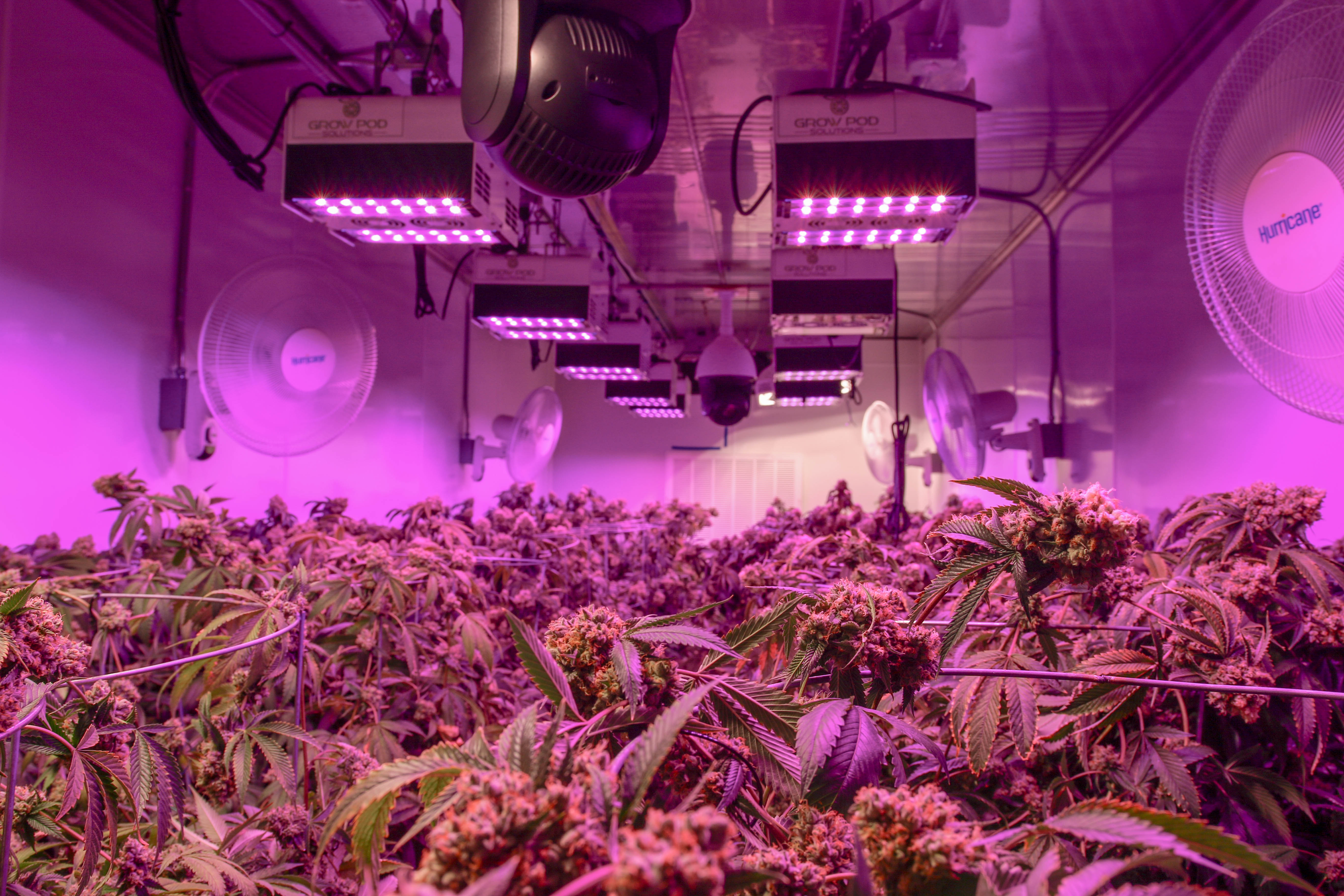 082A8351 Micro Lab Farms