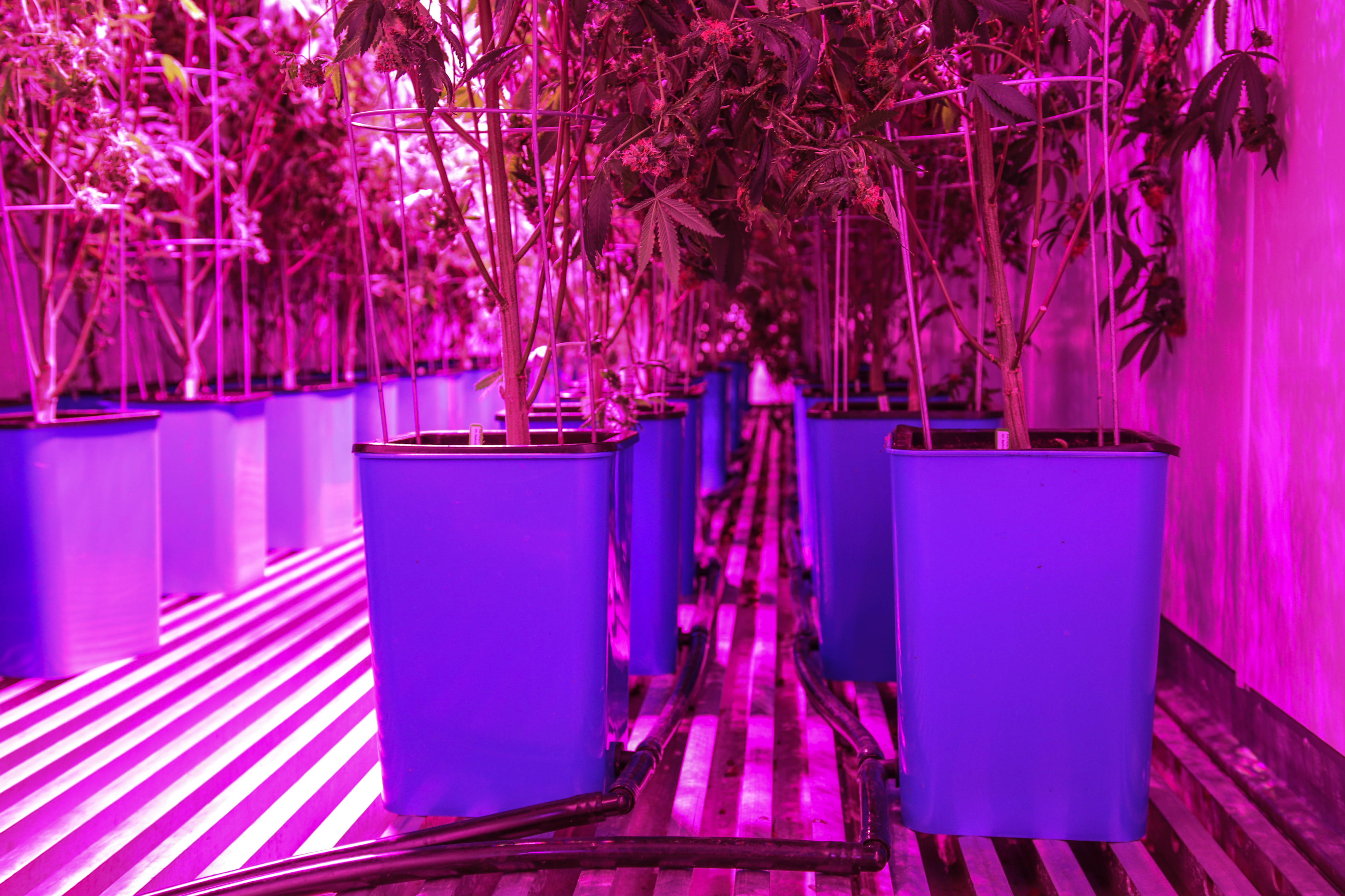 082A8456 Micro Lab Farms