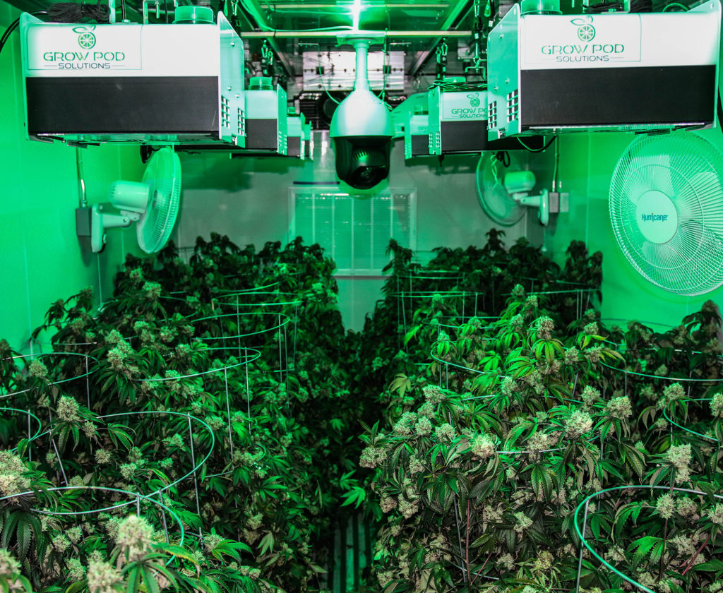 https://www.microlabfarms.com/wp-content/uploads/2020/02/growing-marijuana-in-indoor-shipping-rooms-guide-micro-lab-farms-1024x840.jpg