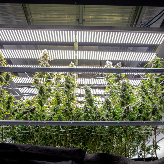 https://www.microlabfarms.com/wp-content/uploads/bb-plugin/cache/shipping-container-farm-for-cannabis-growing-micro-lab-farms-square.jpeg